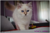 /album/fotogaleria%3a-ashima-de-catali%c2%b4s/ashima-15-jpg1/
